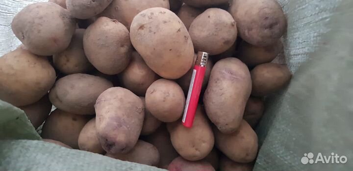 Картофель домашний