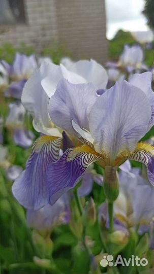 Ирисы бородатые сортовые