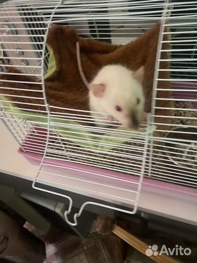 Крыса дамбо сиамская