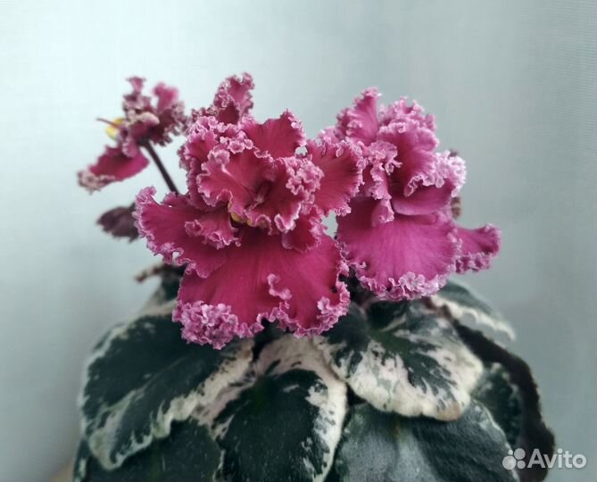 Детки сортовых фиалок