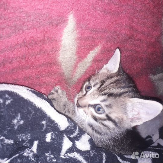 Котята