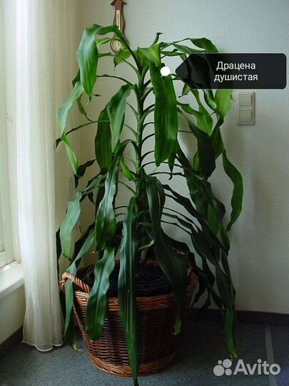 Комнатные цветы отростки