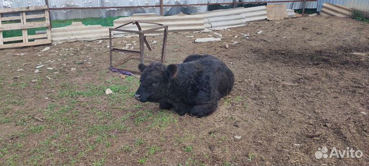 Бык Галловейской породы