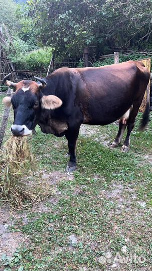 Корова с теленком