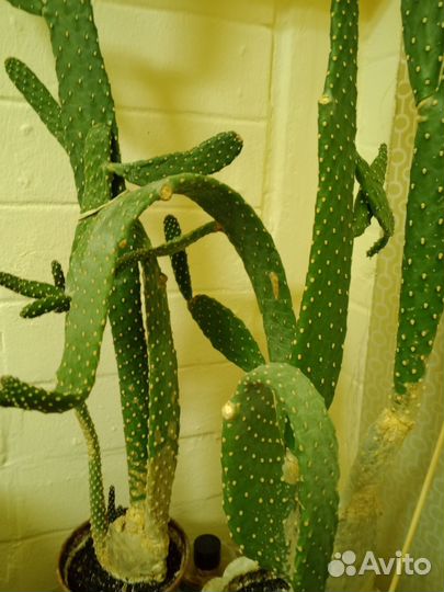Кактус большой взрослый