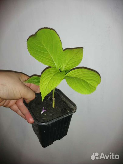 Гортензия Бесконечное лето розово-голубая