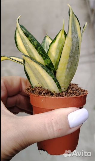 Сансевиерия микс