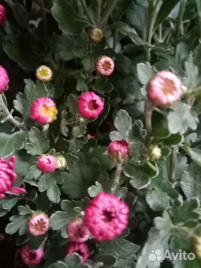 Хризантемы мультифлора