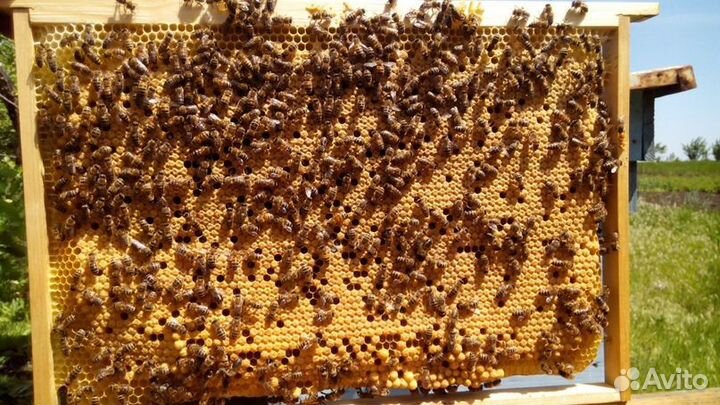 Пчелопакеты