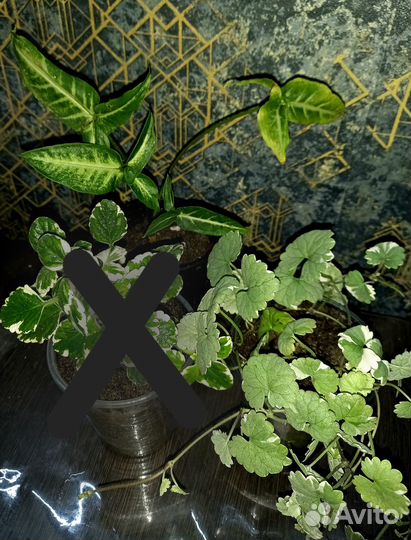 Цветы ассорти