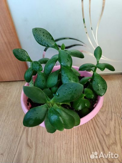 Суккуленты взрослые растения