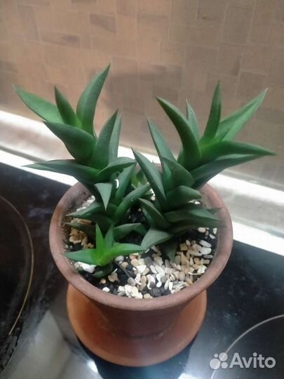 Суккуленты хавортия