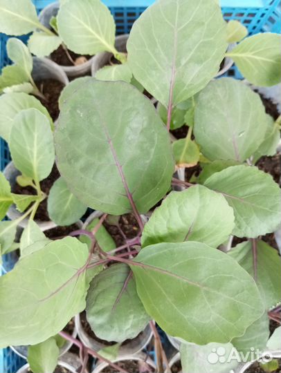 Рассада овощей