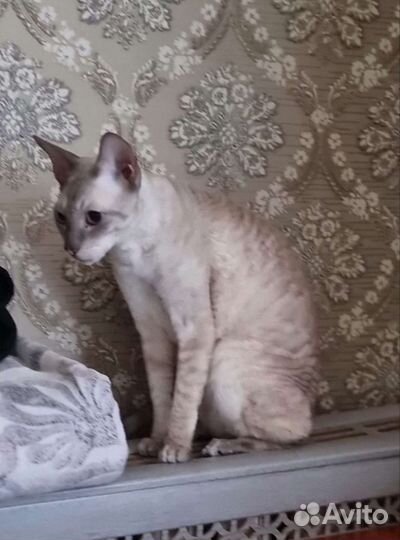 Кот порода Корниш Рекс