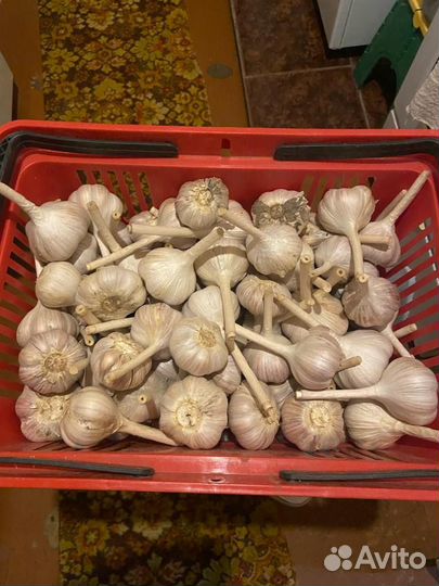 Чеснок озимый