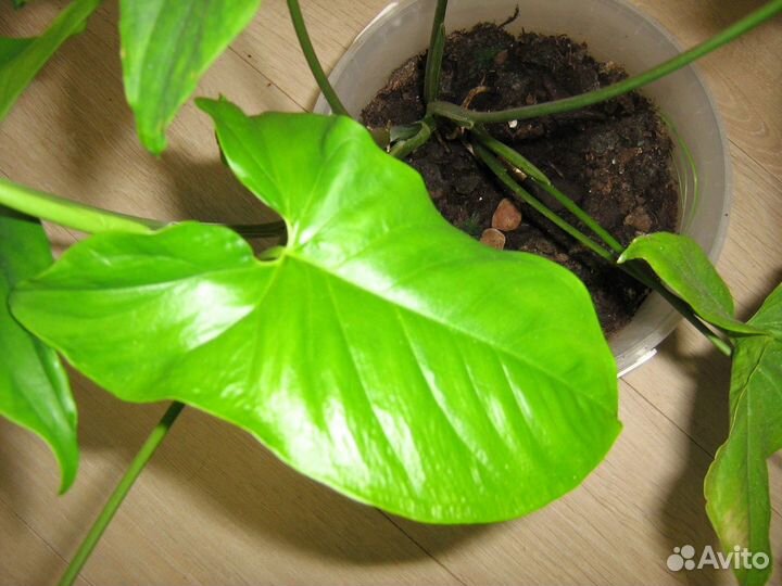 Комнатное растение Сингониум