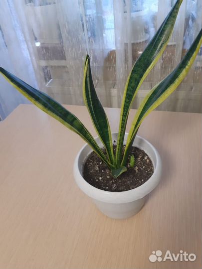 Сансевиерия