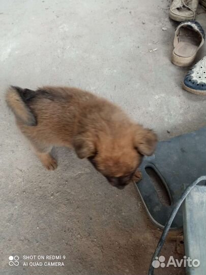 Собака в добрые руки отдам бесплатно