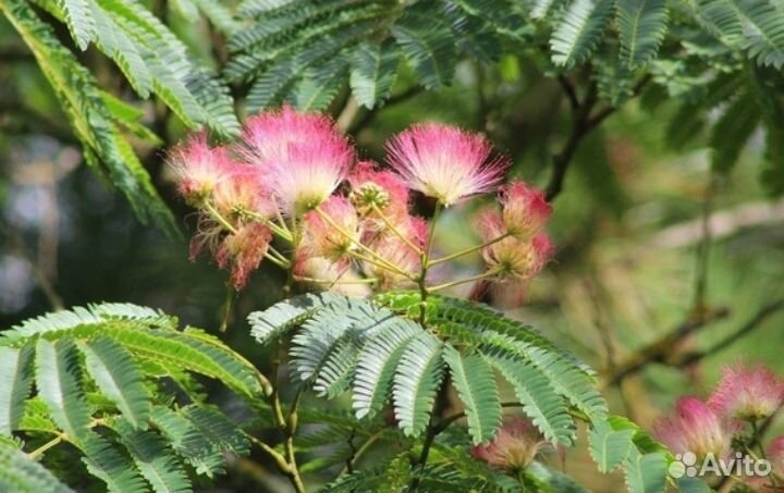 Альбиция ленкоранская