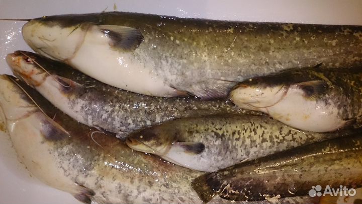 Квок на сома