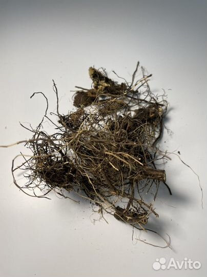 Корень от алкоголизма (маралий)