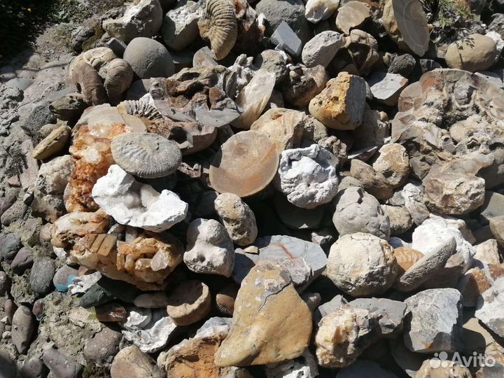 Шары из камня. Септарии. Жеоды. Окаменелости