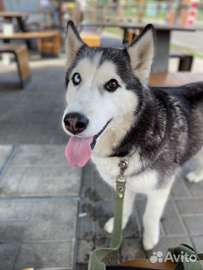 Отдам бесплатно животные собаки