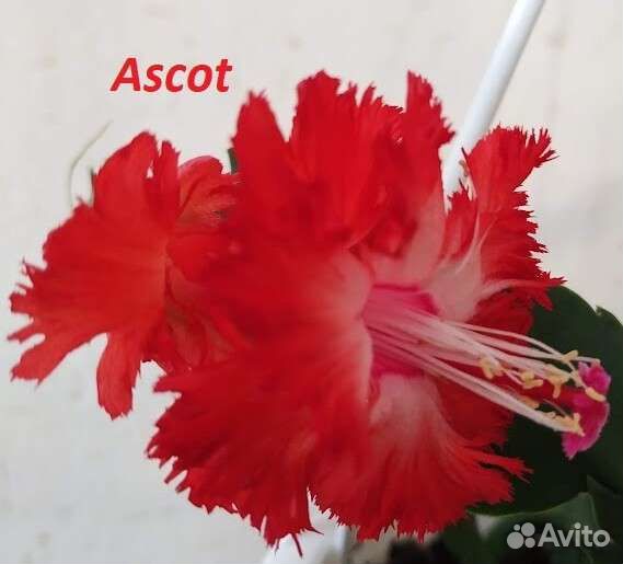 Декабрист шлюмбергера