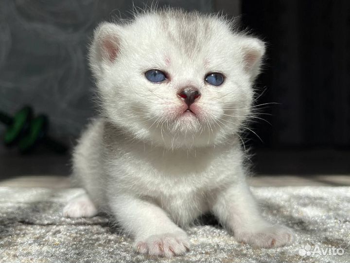 Котята на продажу