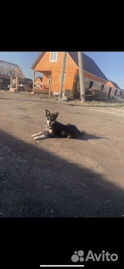 Щенок подросток