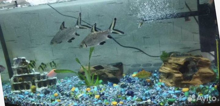 Аквариум 100л и 30л все для аквариума