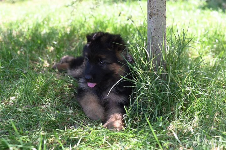 Немецкая овчарка