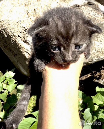 Котята