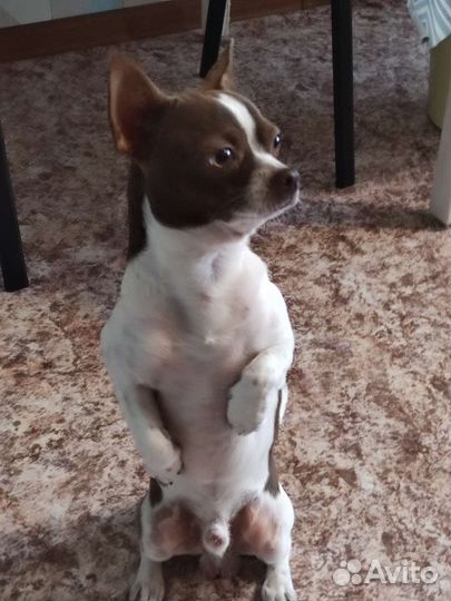 Маленькая собака