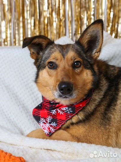 Небольшая собачка Ася