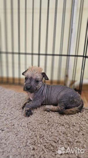 Щенки Ксоло Мексиканской голой собаки