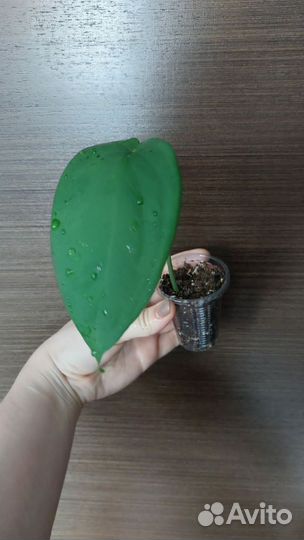 Сингониумы все по 100 обновлено 31.08