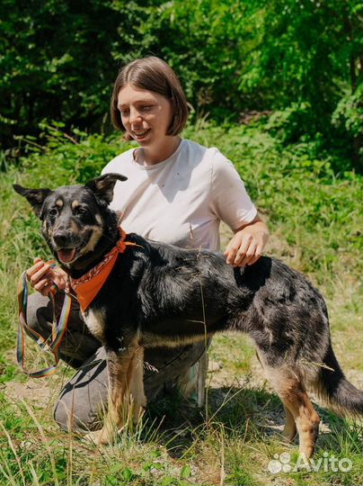 Собака в добрые руки