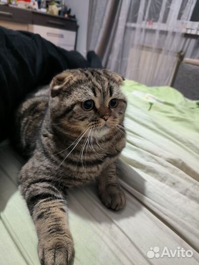 Шотландский кот вязка