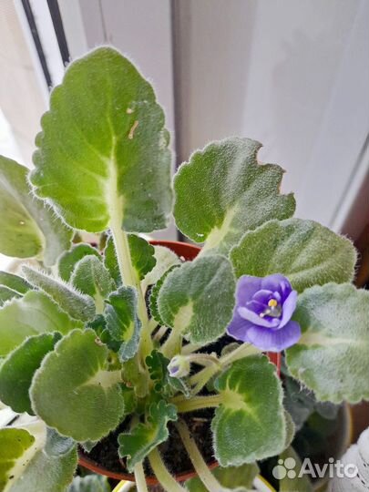 Фиалка комнатная