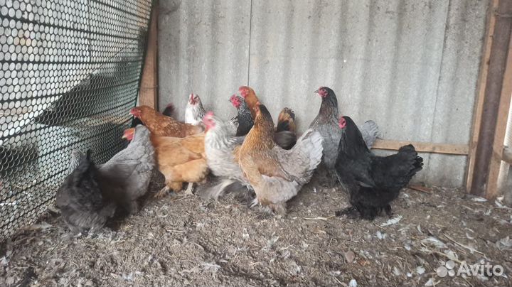 Куры Брама,Кохи,Петухи,Утки Подсадные