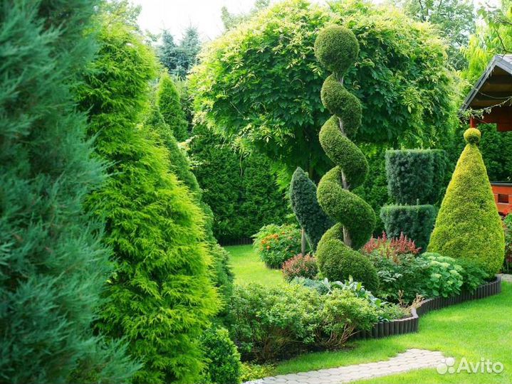 Туя Смарагд