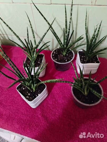 Сансевиерия