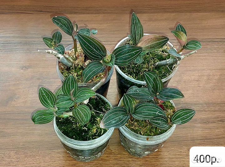 Орхидея лудизия дисколор вар. Доулсона