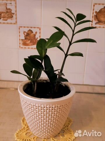 Замиокулькас