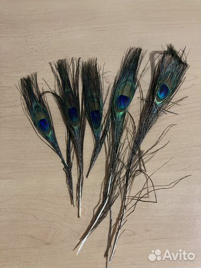 Павлиньи перья,глазок