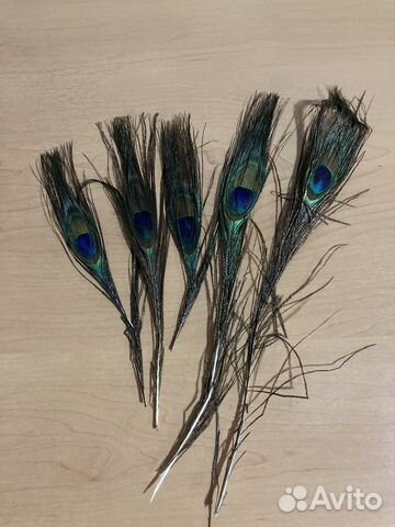 Павлиньи перья,глазок