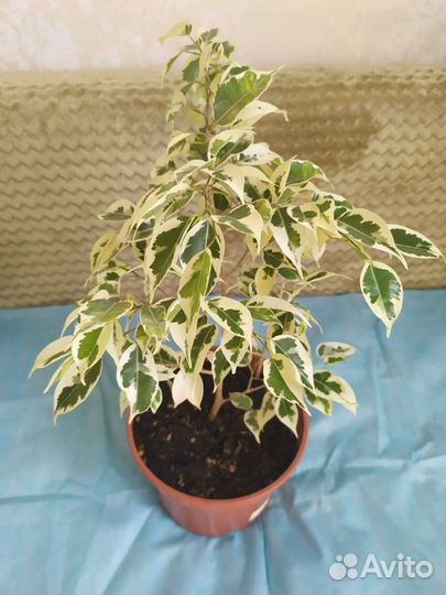 Фикус Бенджамин Старлайт