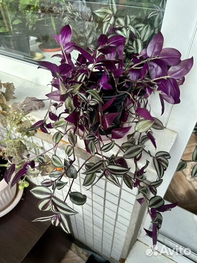 Традесканция зебрина фиолетовая