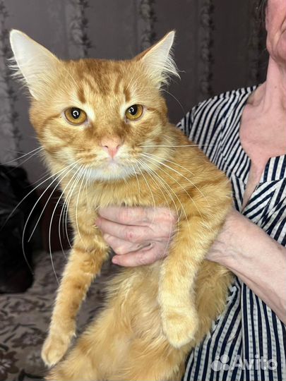 Котик ищет себе дом